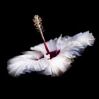 Samsung NX1, NX 30mm F2, �/2.0, 1/100, Iso 200, Lightroom