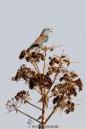 Ghiandaia marina (Coracias garrulus) Ghiandaia marina (Coracias garrulus)