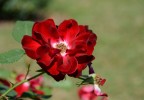 Una rosa Una rosa