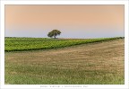 Campgna al calar della sera.... Campgna al calar della sera....