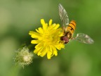 Ape dorata Ape dorata