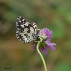 f 5.6 1/320 sec  iso 400
prime prove macro...