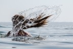 h2o h2o