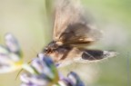 A forte velocit�  "Macroglossum stellatarum&quo