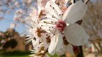 Fiori - Macro Fiori - Macro