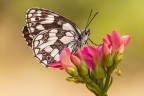 Melanargia galathea Melanargia galathea