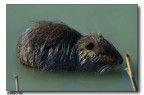 Nutria
