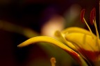 Fiori Fiori