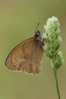 Maniola Jurtina Maniola Jurtina
