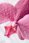 Orchidea Orchidea