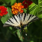 *** Spostati che arrivo io ***