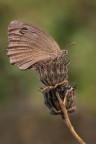 Minois dryas Minois dryas
