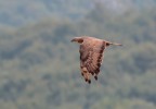 Falco pecchiaiolo Falco pecchiaiolo
