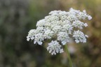 fiore bianco fiore bianco