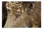 Occhio al cinghiale Occhio al cinghiale