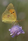 Farfalla