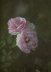antiche rose antiche rose