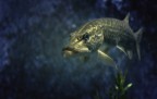 The_FIsh The_FIsh