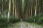 foresta magica