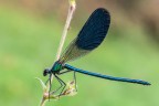 Calopteryx splendens