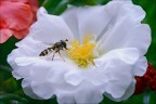 Sulla portulaca Sulla portulaca