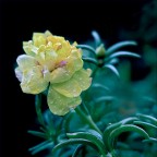 Portulaca Portulaca