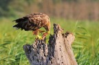 Aquila con preda Aquila con preda