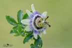 Passiflora Passiflora