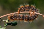 Lasiocampa quercus