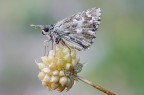 Pyrgus