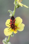 Lygaeidae, Spilostethus pandurus