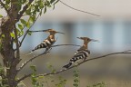 Upupa (Upupa epops) Upupa (Upupa epops)