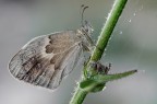 Coenonympha-pamphilus con ragnatela