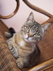 Attenti al gatto Attenti al gatto
