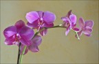 Orchidea