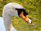 Cigno Cigno