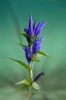 genziana asclepiade