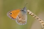Maniola jurtina