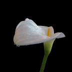 Calla... Calla...