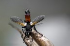 Mosca Mosca