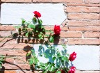 Rose Rose