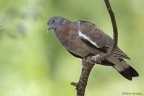 Colombaccio -Columba palumbus