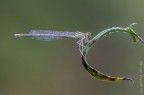 Platycnemis pennipes