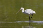Spatola bianca (Platalea leucorodia)