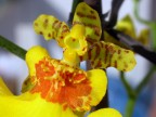 orchidea orchidea