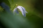 a testa in gi�