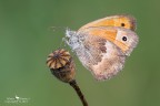 Coenonympha pamphilus