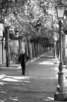 Il viale del tramonto Il viale del tramonto