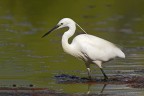 Garzetta (Egretta garzetta)