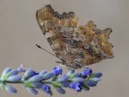 polygonia c-album